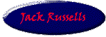 JRTCA Registered Jack Russell Terriers shown and bred