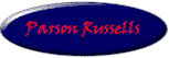 AKC Registered Parson Russell Terrier puppies shown and bred